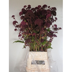 Angelica Gigas