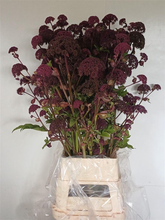 <h4>Angelica Gigas</h4>