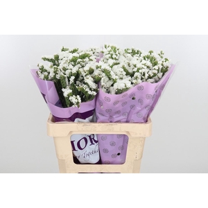 Limon S Silver Sun Birds White