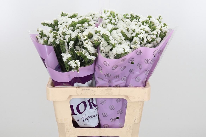 <h4>Limon S Silver Sun Birds White</h4>