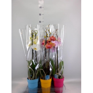 Phalaenopsis   ...mix  5
