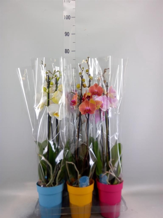 <h4>Phalaenopsis ...mix 5</h4>