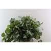 Euca Populus 300gr P Bunch