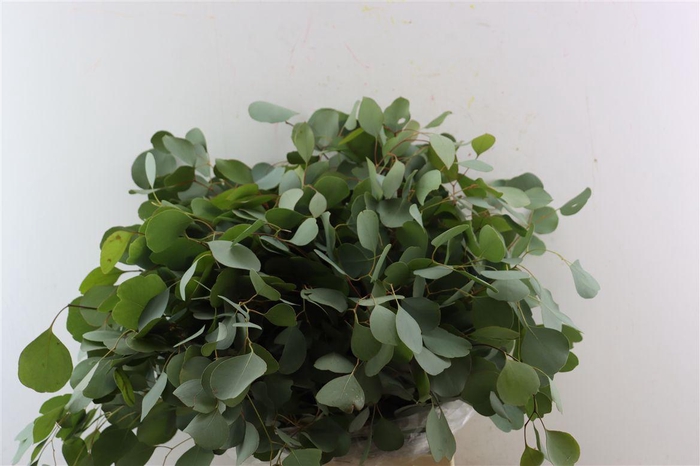 <h4>Euca Populus 300gr P Bunch</h4>