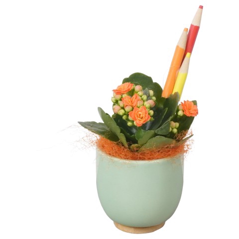 <h4>PTBTS5217 Arrangementen kamerplanten</h4>