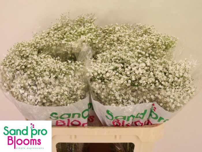 <h4>GYPS PA OPTIMUS</h4>