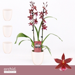 Barrocco Red, 2-spike in Lotte White 'Orchid Collection'