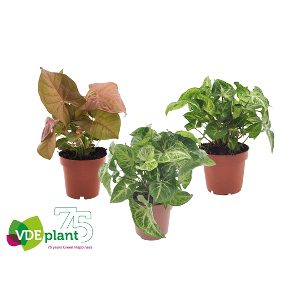 <h4>Syngonium mix 12cm</h4>