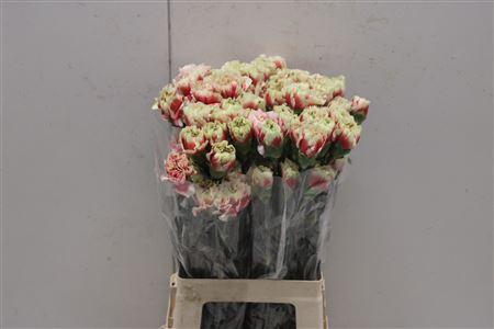 <h4>Di St Sequoia</h4>