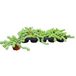SEDUM BURRITO