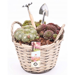 Wilg mand grijs met oor 18cm