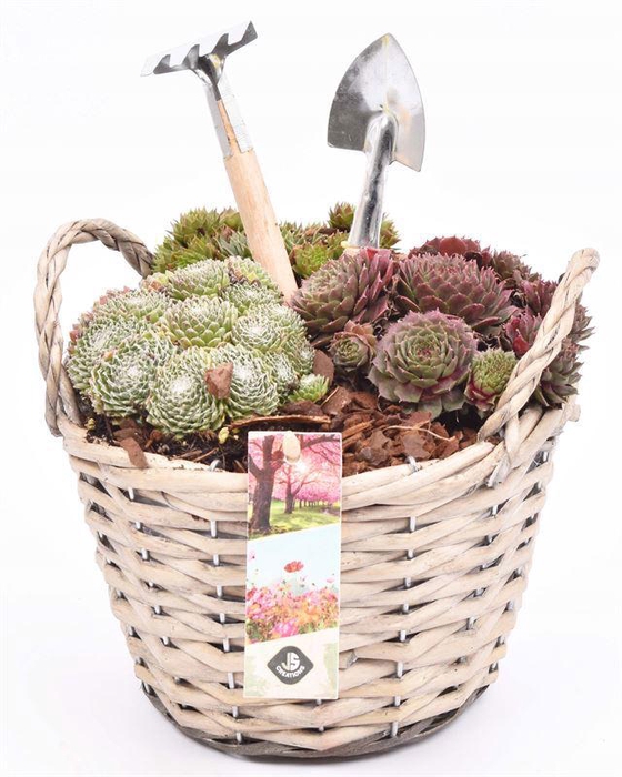 <h4>Wilg mand grijs met oor 18cm</h4>