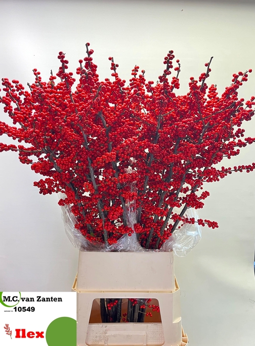 <h4>ILEX VE RODE BES</h4>