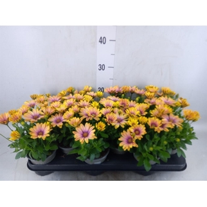 Osteospermum  'Senorita Solana'