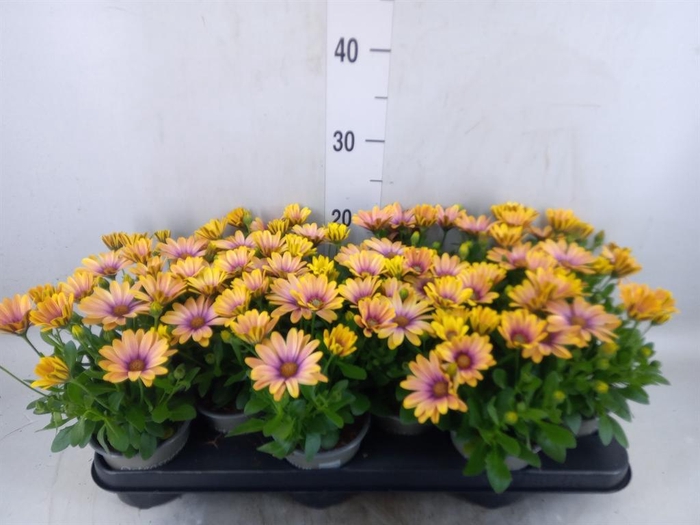<h4>Osteospermum  'Senorita Solana'</h4>