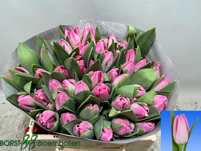 <h4>TU EN DUTCH BEAUTY</h4>