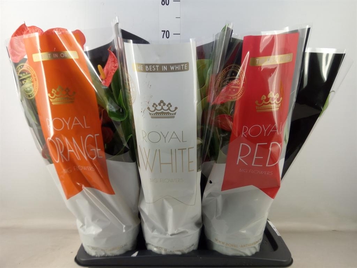 <h4>Anthurium   ...mix</h4>