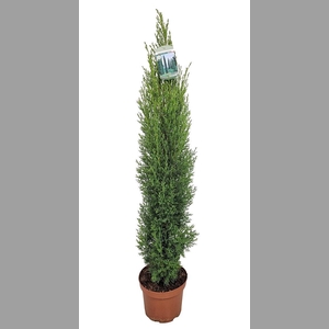 CUPRES SE TOTEM
