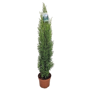CUPRES SE TOTEM