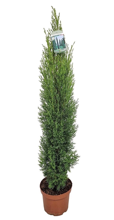 <h4>CUPRES SE TOTEM</h4>