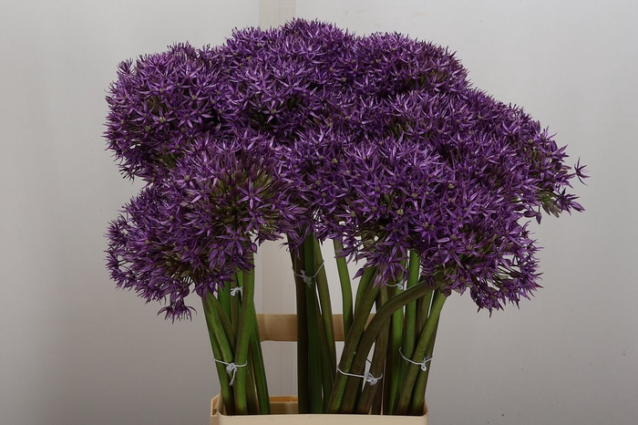 <h4>Allium Jackpot X30</h4>
