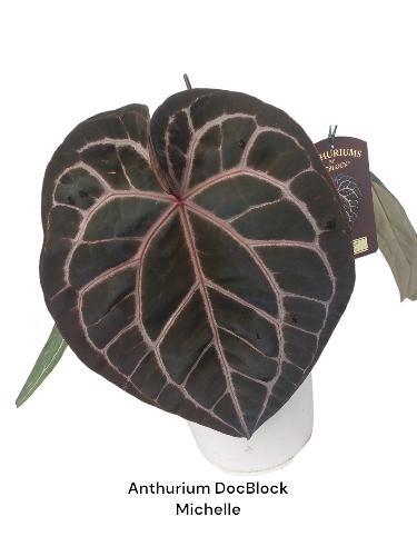 <h4>Ant Michelle</h4>