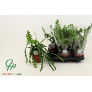 Epiphyllum Anguliger (Cites) 12Ø 30cm