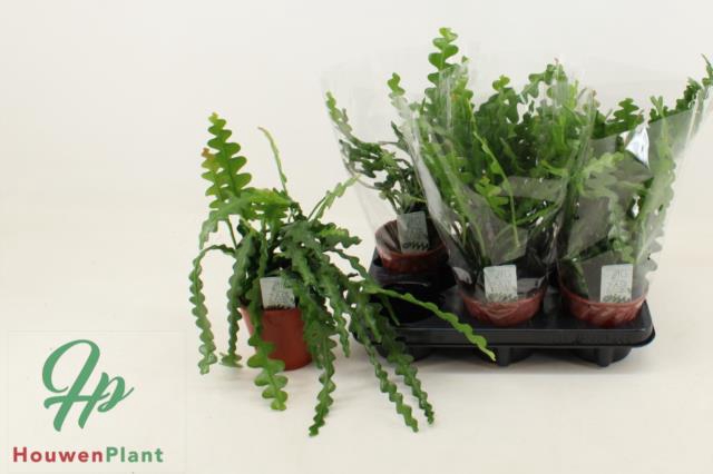 Epiphyllum Anguliger (Cites) 12Ø 30cm