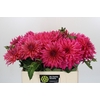 Dahlia Pink Punk