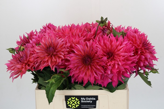 Dahlia Pink Punk