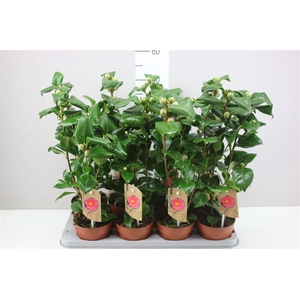 Camellia Jap Dr King 15+