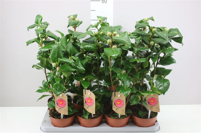 <h4>Camellia Jap Dr King 15+</h4>