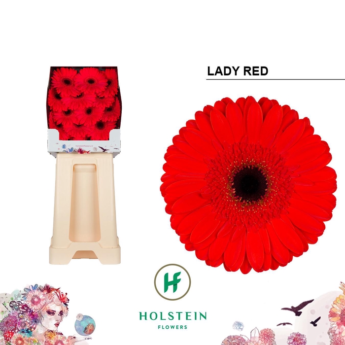 <h4>Ge Gr Lady Red</h4>