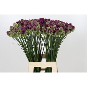 Allium sphaerocephalon
