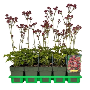 Astrantia major