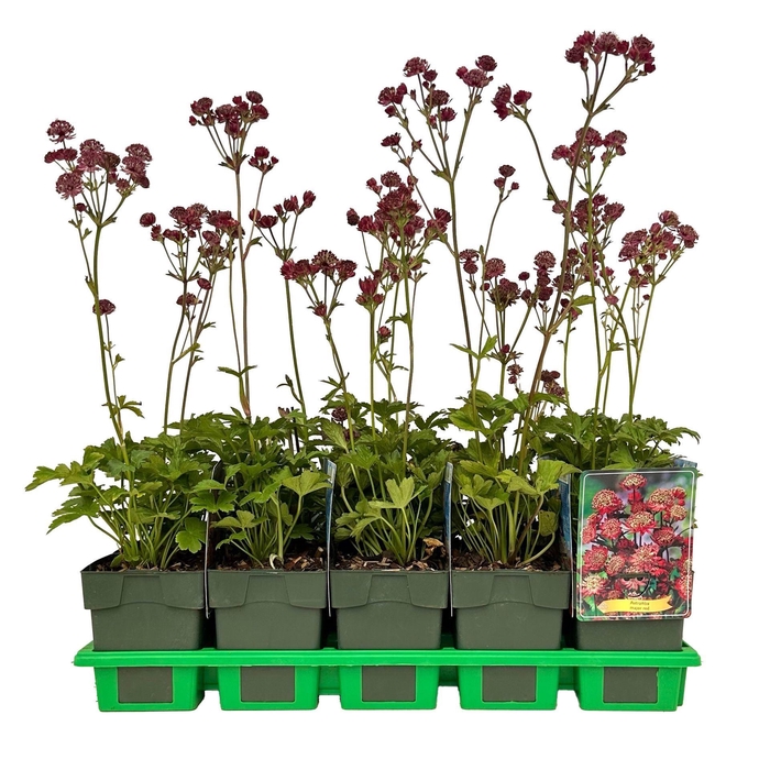 <h4>Astrantia major</h4>