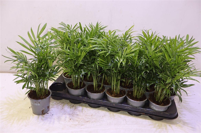 <h4>arr8 Chamedorea</h4>