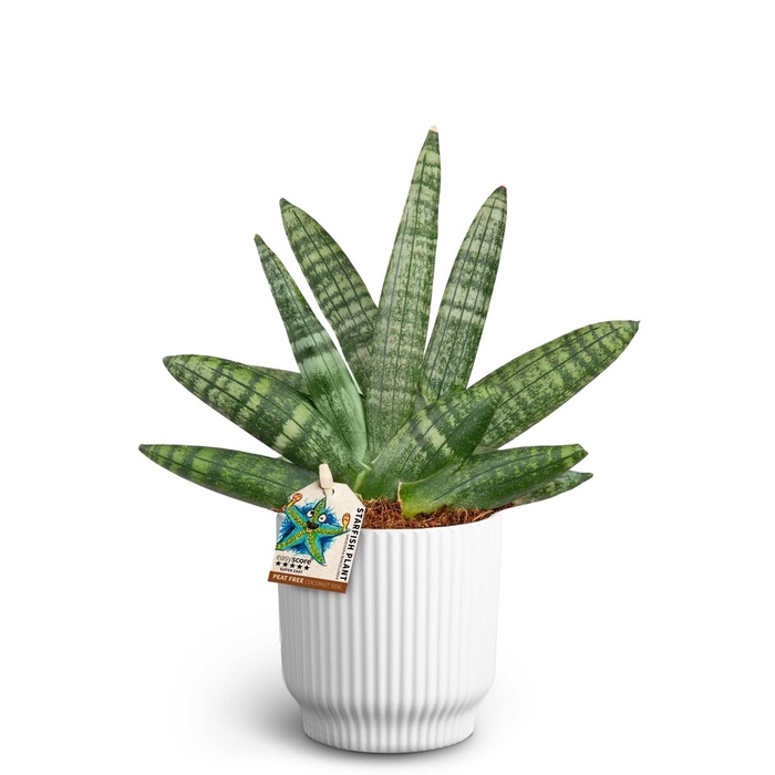 SANSEVIERIA BONCELLENSIS P10 NORDIC