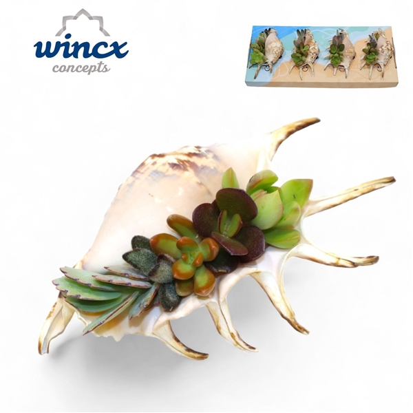 <h4>Concepts® - UniqueShells 'Lambis' (M)</h4>