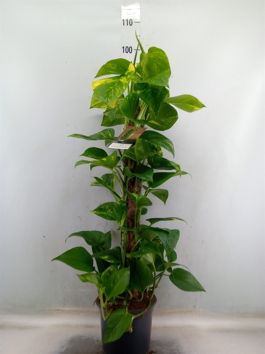 <h4>Epipremnum pinn.   ...moss stick</h4>