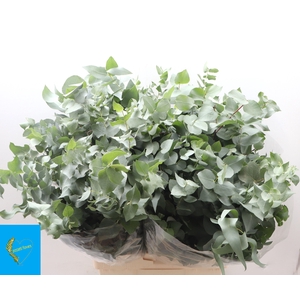 EUC BRIDGESIANA P BS