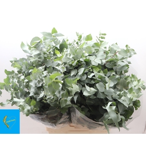 EUC BRIDGESIANA P BS