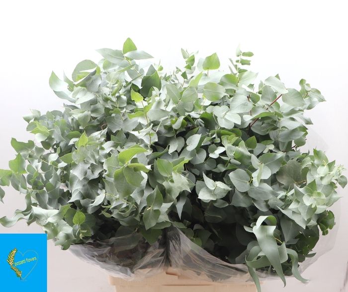 <h4>EUC BRIDGESIANA P BS</h4>