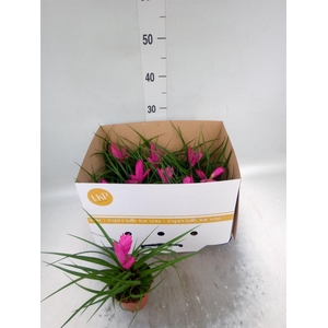 Tillandsia cyanea 'Josee'
