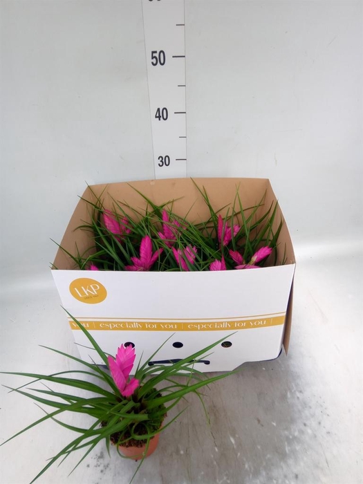 <h4>Tillandsia cyanea 'Josee'</h4>