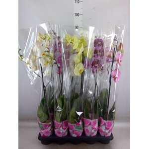Phalaenopsis   ...mix  5