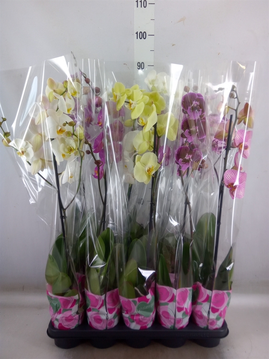 <h4>Phalaenopsis   ...mix  5</h4>