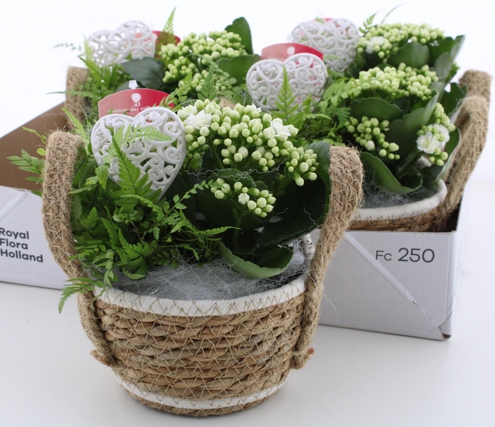 <h4>ARR KAMERPL</h4>