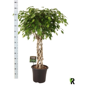 Ficus benja. 'Exotica'