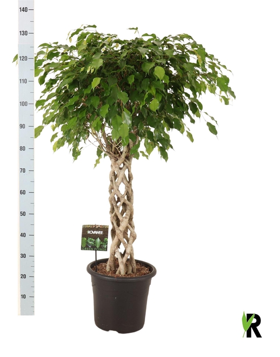 <h4>Ficus benja. 'Exotica'</h4>